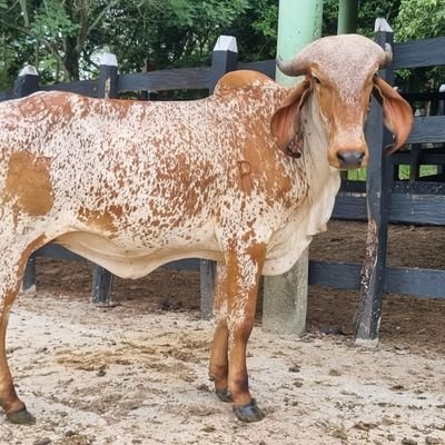 Somos un proyecto ganadero enfocado en la producción de Gyr lechero, Gyrholandas Plus, teniendo como base la obediencia a Dios.