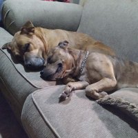 Rosie (@1mrsrowland) 's Twitter Profile