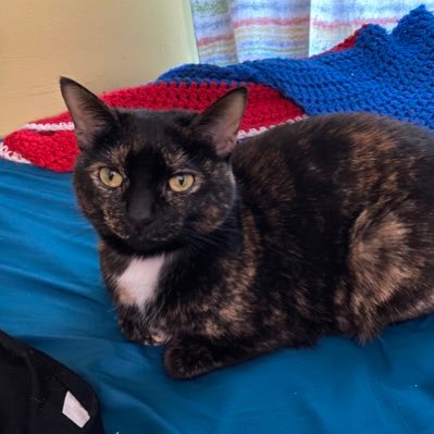 ayagnow9's profile picture. Cat Mom 💜