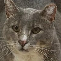 Aaron D (@adukeuniversity) 's Twitter Profile