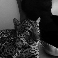 ᴴ (@hessams__) Twitter profile photo