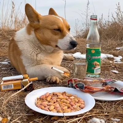 Owlsknow123's profile picture. ~24/she/they/them/queer~ PROSHIP/MINORS DNI~ 🍉🍉🍉 SAW GHOST 07/28~ looking for mutuals!!!