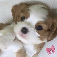 lovers (@aangelbae666) 's Twitter Profile