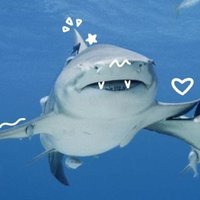 minh 🦈 phd in symbiology(@venomorphs) 's Twitter Profile Photo