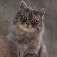 Mais Qasem (@maisqasem1) 's Twitter Profile