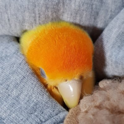 lovemylife9559's profile picture. 개발 이제 막 시작하는 갓생지망생입니다 먹여살릴 새가 있어 그렇게 되었읍니다..
