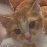 まめも (@momirise) Twitter profile photo
