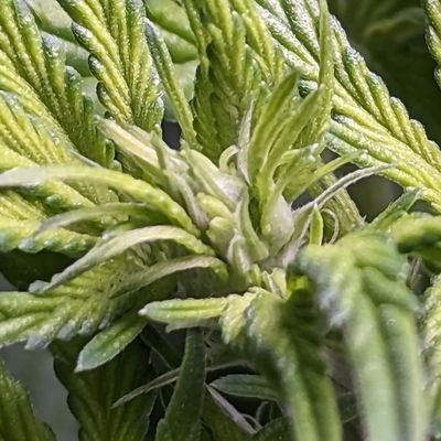 NeighborsFarm's profile picture. 🌲