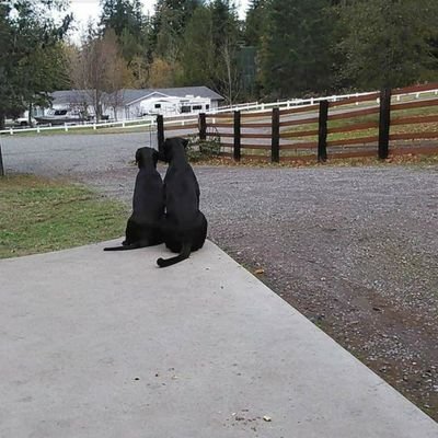 TennesonDawn's profile picture. 