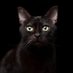 Clumsy __CAT (@divyasr31820987) Twitter profile photo Clumsy __CAT (@divyasr31820987) Twitter profile photo