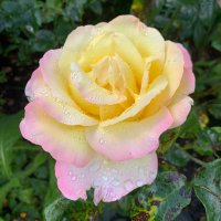 Judith Stonebridge (she/her) (@judithstonebri1) 's Twitter Profile