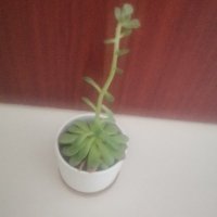 艾薇儿（互fo互赞） (@ivyer01) 's Twitter Profile Photo