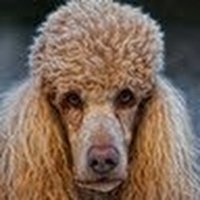 Virginia Hanson (@hansonvirg74629) 's Twitter Profile