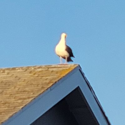 trans bb looking out for the world.
maybe some art, maybe some words.