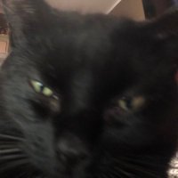 Myszken (@myszken) 's Twitter Profile