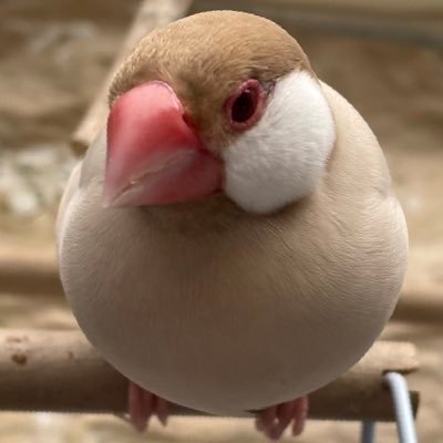 kawarobo_onibi's profile picture. 立命館ロボット技術研究会（RRST）OB。かわロボの選手だったり解説だったり色々やります。