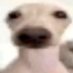 Dogleto (@massivewgaming) Twitter profile photo Dogleto (@massivewgaming) Twitter profile photo