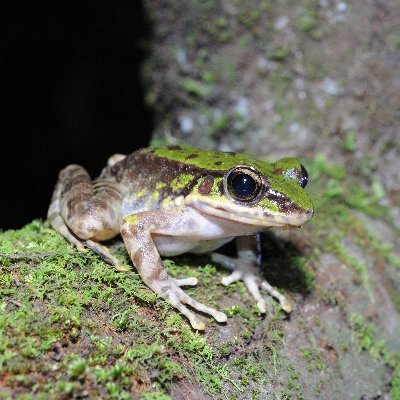 MSc ecology and evolution in NTNU (National Taiwan Normal University)
Research in phylogeography and population genetics in herpetology