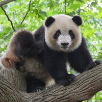 Lingsen Zeng (@zlsharp) 's Twitter Profile