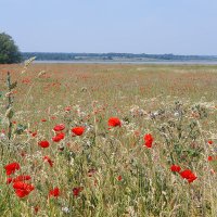 Pauline Skerritt (@pollygates5) 's Twitter Profile Photo