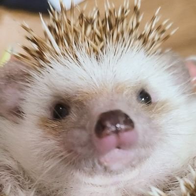 고슴도치 보미🦔 Profile