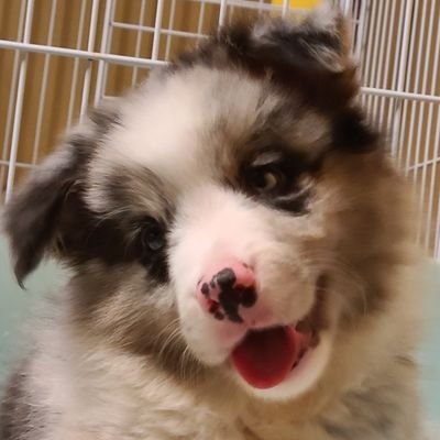 「ずんだもん犬を飼う」投稿予定🫛
ボーダーコリーがお家に来たのだ！
助けて、家をズタズタに破壊されている
杏子(シー•ズー2014年7月24日生🐾)ライザ(ボーダーコリー2023年6月30日生🐶)