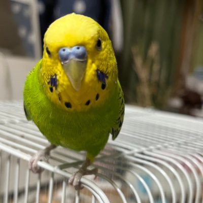 東京都在住🏠セキセイインコ飼ってます🐤大型の鳥も飼ってみたい😍アニメは未だに鬼滅の刃の煉獄杏寿郎好き❤️食べ歩き、特にラーメン大好き🍜飲み歩くのも好き🍶色々とアップするので気軽に絡んでくださーい!