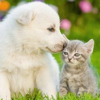 Cats and Dogs Era 😺🐶 (@catsdogs_tweets) 's Twitter Profile Photo Cats and Dogs Era 😺🐶 (@catsdogs_tweets) 's Twitter Profile Photo