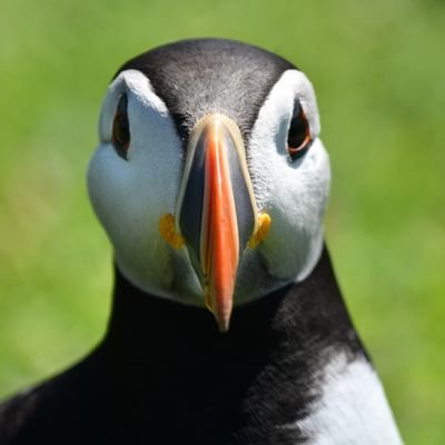 Rare tweeter.