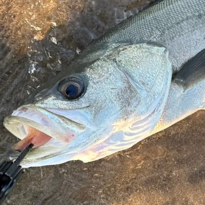 さぁ今日も寒空の下、河川で釣りをしよう。