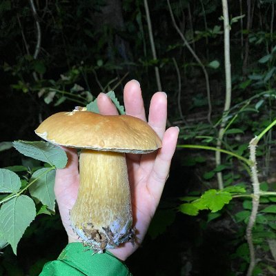 Cervo_SR_Fungi Profile Picture