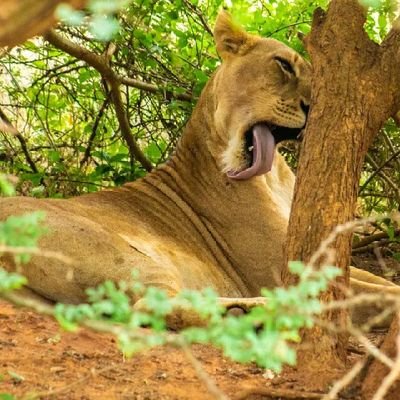Eddie Safaris Uganda Profile