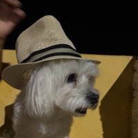 Pedro A. Martínez (@pedrantm) 's Twitter Profile