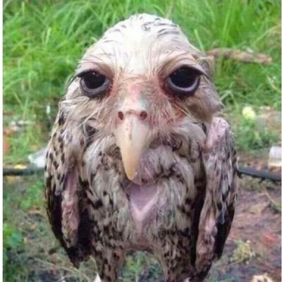 jovin_dsouza1's profile picture. 20y/o queer & animal lover extraordinaire