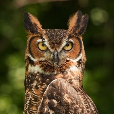 🦉Jamesbury🌲さんのプロフィール画像