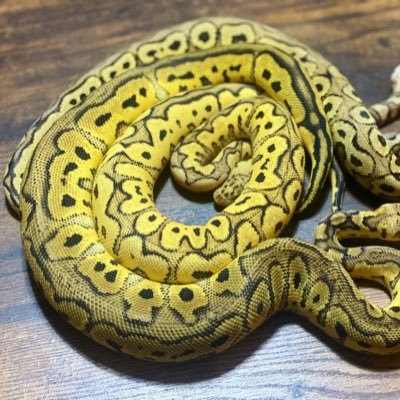 ボールパイソン初心者です。🐍ボール30～匹レオパ🦎爬虫類好きの方宜しくお願いします。【その他】デグー🐀数匹、ジャービル ヤワゲ🐹ハリネズミ🦔ハムスター🐹マウス🐁ラット🐀