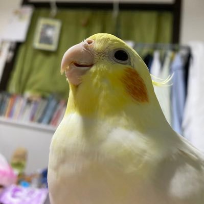 yumeoibito2358's profile picture. 心理臨床。キリスト信者。愛鳥6羽。→ 琥珀2019/10/25 5歳 錫璃2020/12/25 4歳 お匙2021/3/25 4歳 ポカリ2021/11/06 4歳 キリ2022/1/15 3歳 舞桜2022/3/3 3歳 小町2024/02/19 1歳