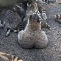 TrashCollectorRaccoon (@trashbinfire) 's Twitter Profile