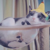 リサ30 🐈⬛🛒 (@lalisaxoxo1) 's Twitter Profile
