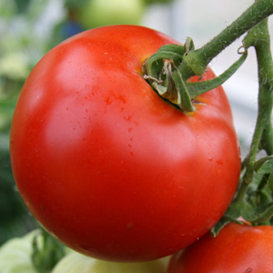 Interested in growing some really awesome hydroponically enhanced tomatoes? Well, you've found the right place. Get information and from the green thumb experts