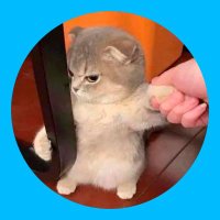 Cats Daily 🐱(@daily_gatitos) 's Twitter Profile Photo