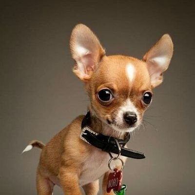 SumonAhame25382's profile picture. 