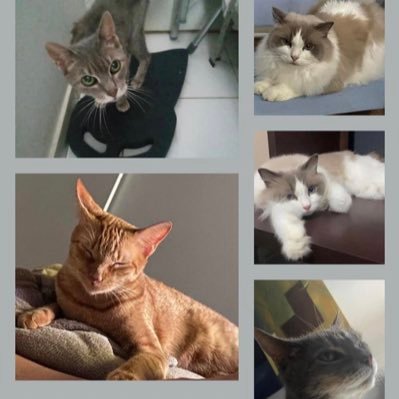 ivopatriota's profile picture. against all kinds of leftism. I WON’T STAND ANY SORT OF RACISM. I WANT FRIENDS WHO ARE WHITE, BLACK, GREEN, CHINESE, MONGOLIANS.....👊👊🏻👊🏼👊🏾👊🏿