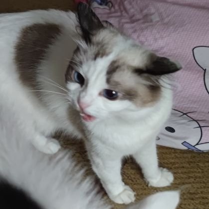 xiaoyugo1989's profile picture. 