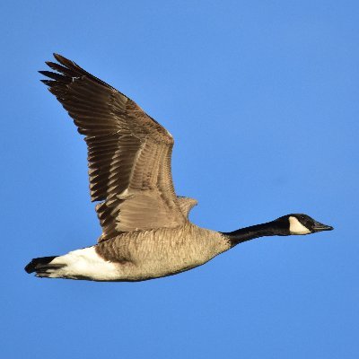 CanadaGoose911 Profile Picture