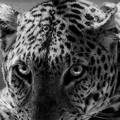 Cuppcake0852's profile picture. 第一性，大女人