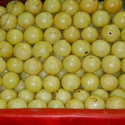 rizwanbash23388's profile picture. 