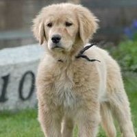 🐾🏐ᴍᴜᴅʙᴜᴅ🐾🏐 (@dirtypup__) 's Twitter Profile