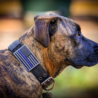 “Live Free or Die”! Patriot living the dream in NH! 🇺🇸 MAGA - MAHA