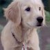 🐾📿⚾Buddha📿🐾⚾ (@namastepuppy_) Twitter profile photo 🐾📿⚾Buddha📿🐾⚾ (@namastepuppy_) Twitter profile photo